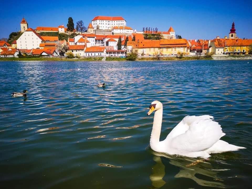 Hostel Sonce Ptuj Exteriör bild